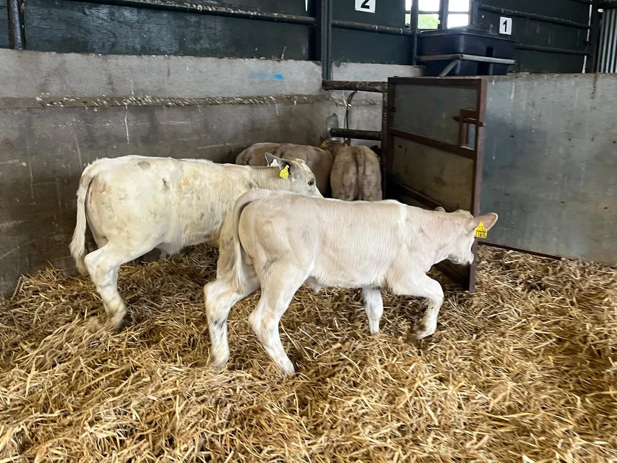 6 super charlaois runner  heifers - Image 1