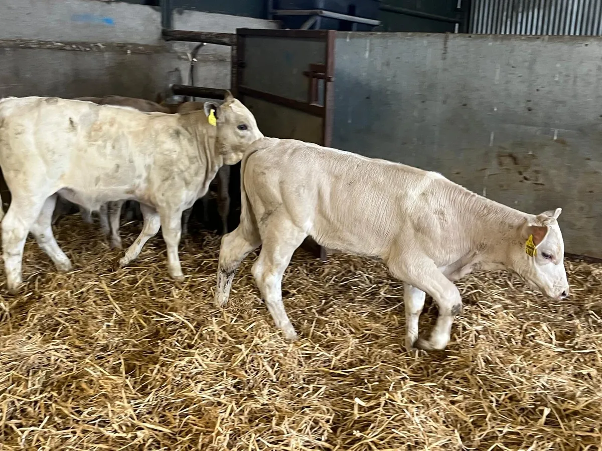 6 super charlaois runner  heifers - Image 2