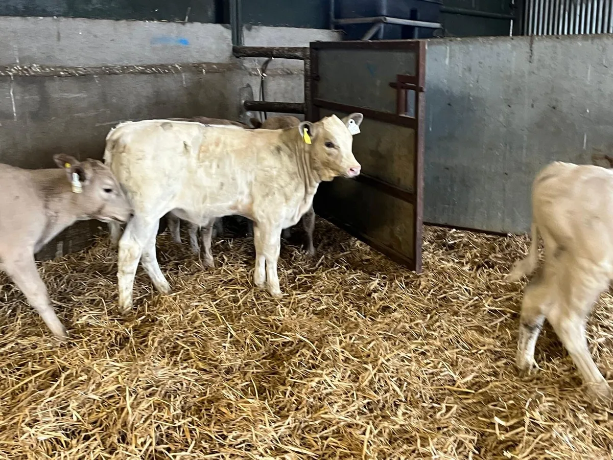 6 super charlaois runner  heifers - Image 3