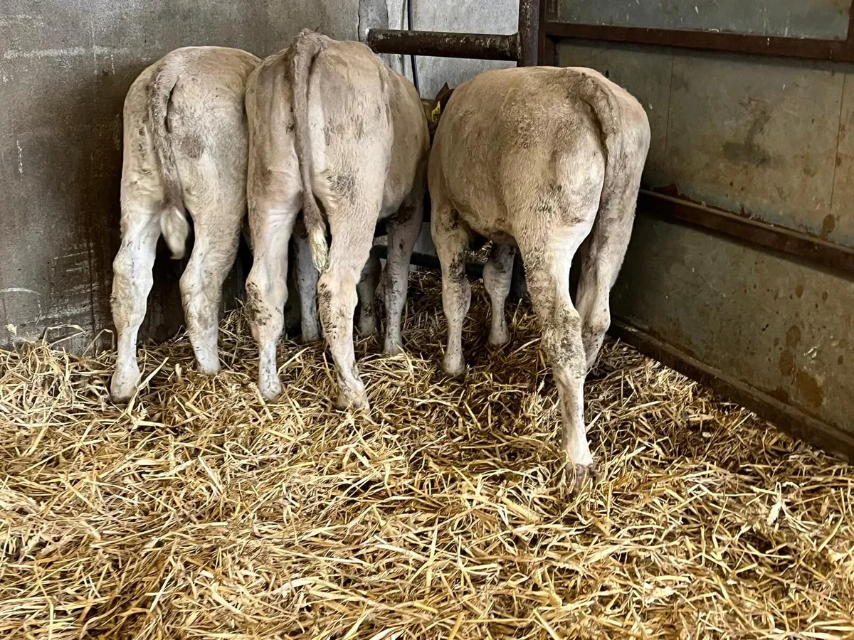 6 super charlaois runner  heifers - Image 4