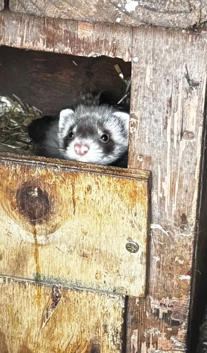 Ferrets - Image 1