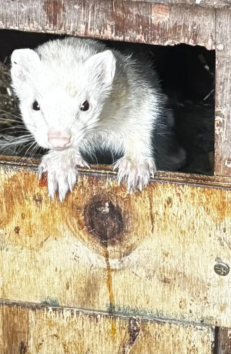 Ferrets - Image 2