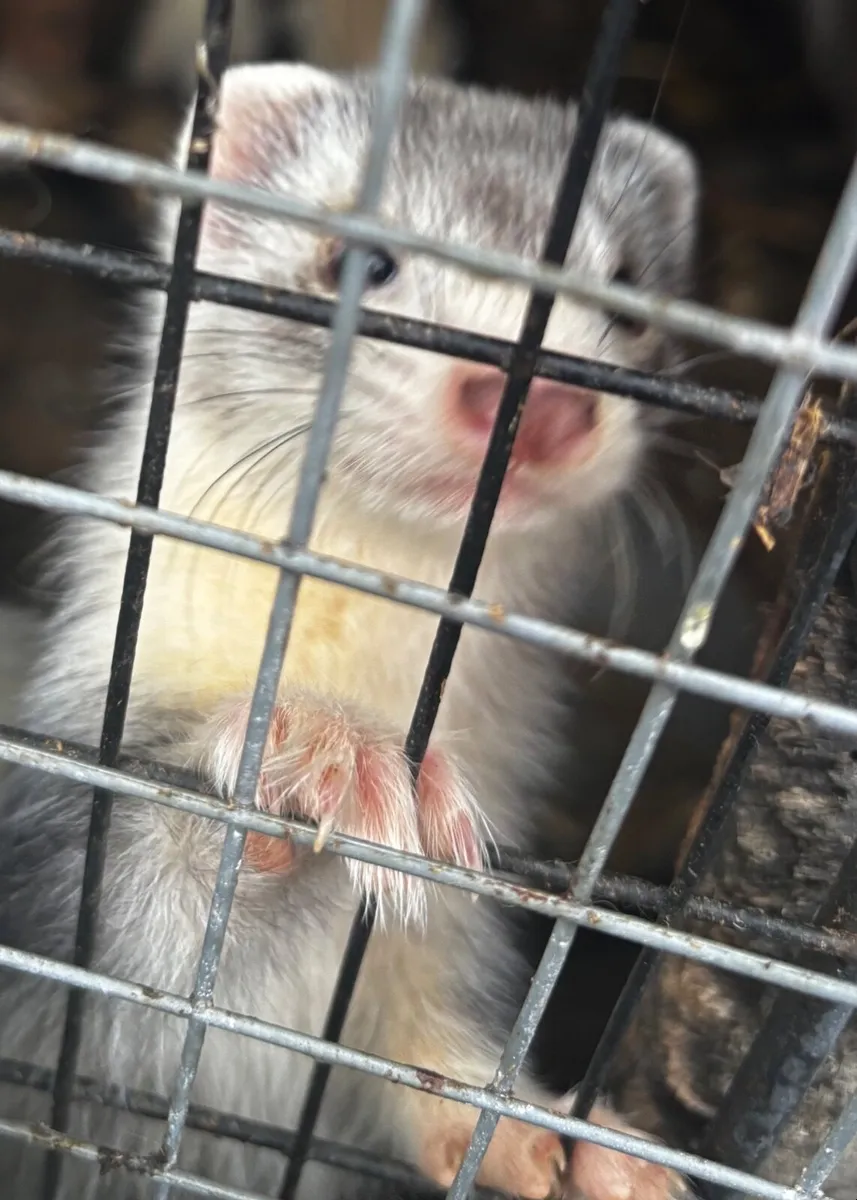 Ferrets - Image 3