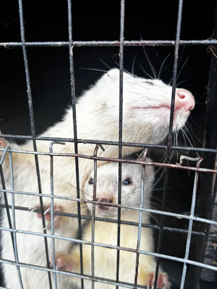 Ferrets - Image 4
