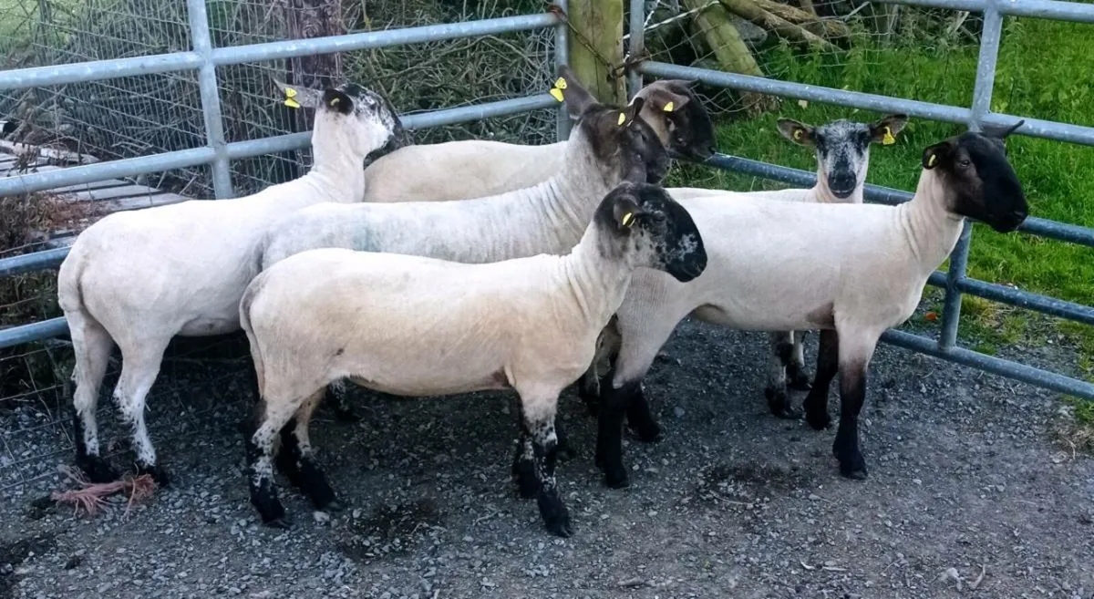 Breeding Hoggets - Image 1