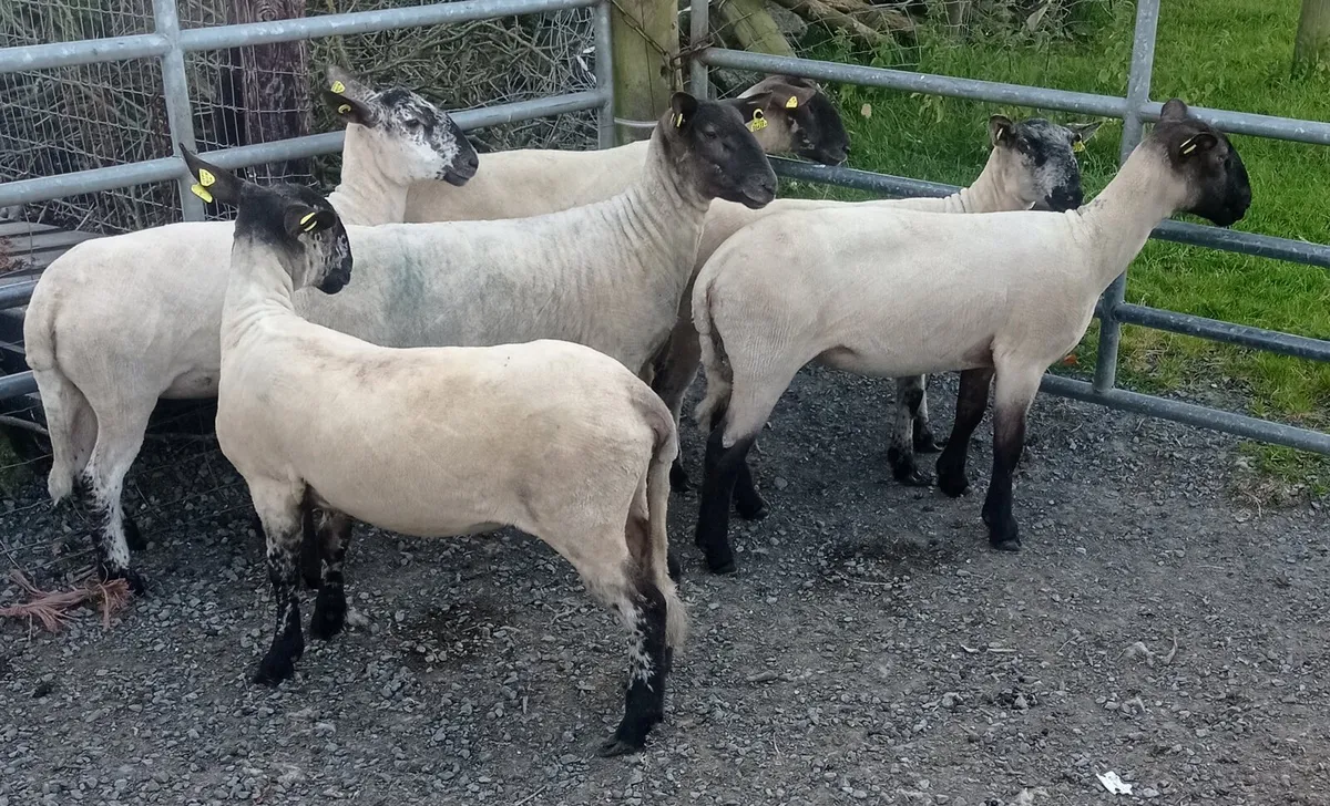 Breeding Hoggets - Image 2