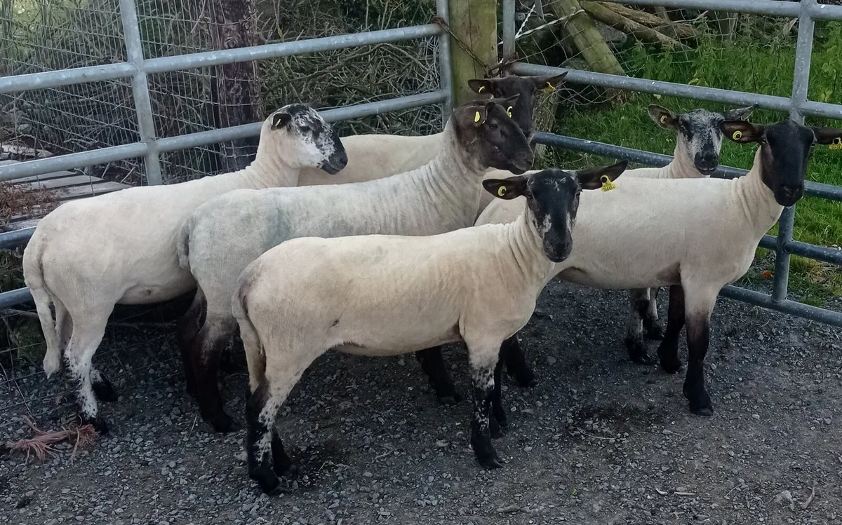Breeding Hoggets - Image 3