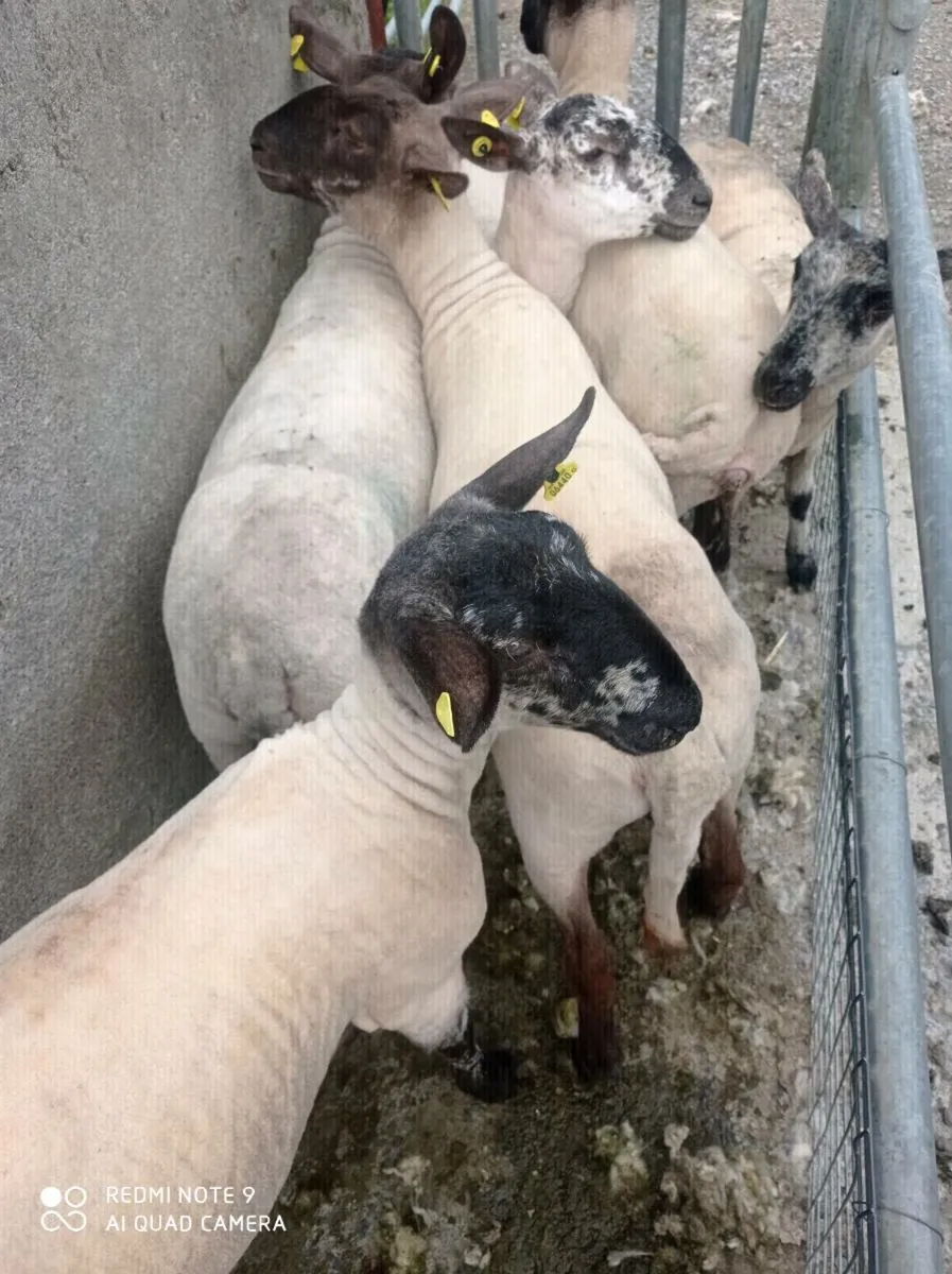 Breeding Hoggets - Image 4