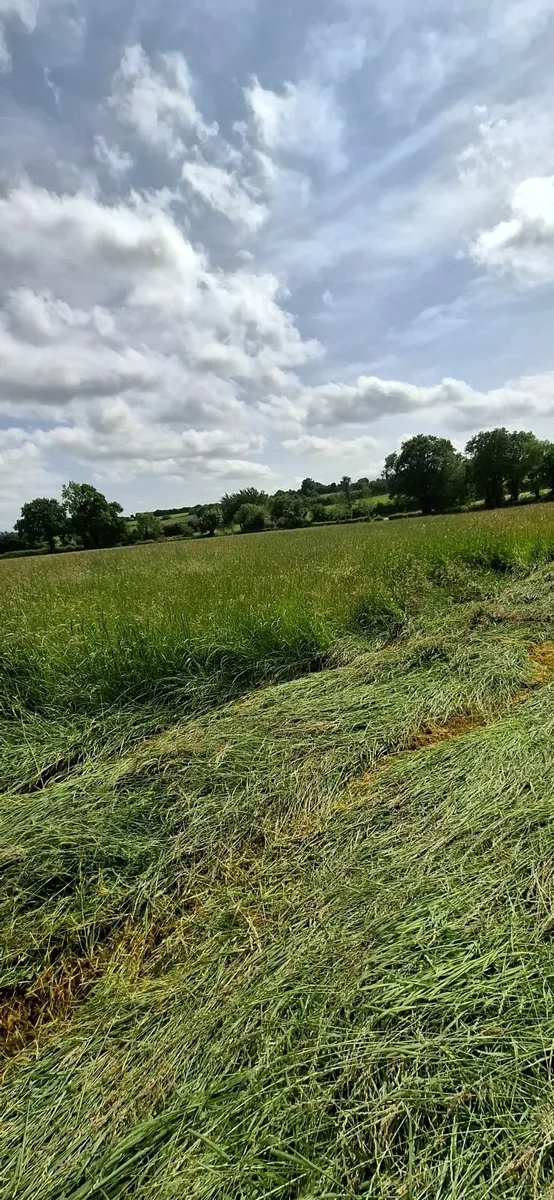 Haylage - Image 2