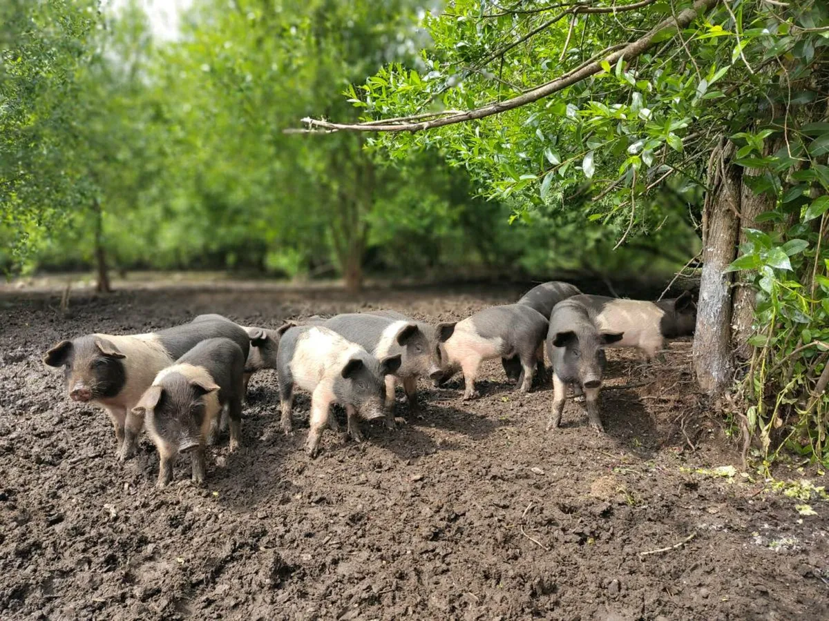 Saddleback - Wild boar cross piglets - Image 1