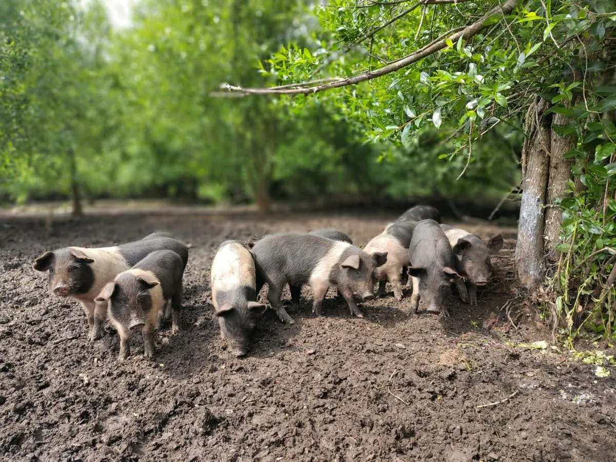 Saddleback - Wild boar cross piglets - Image 2
