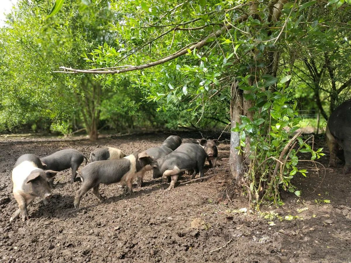 Saddleback - Wild boar cross piglets - Image 3