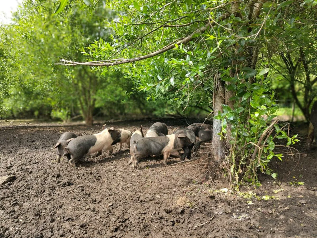 Saddleback - Wild boar cross piglets - Image 4