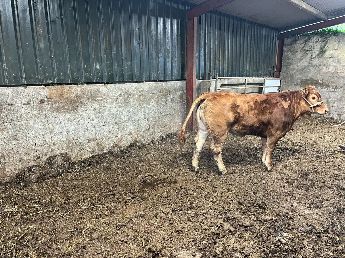 Heifer - Image 1