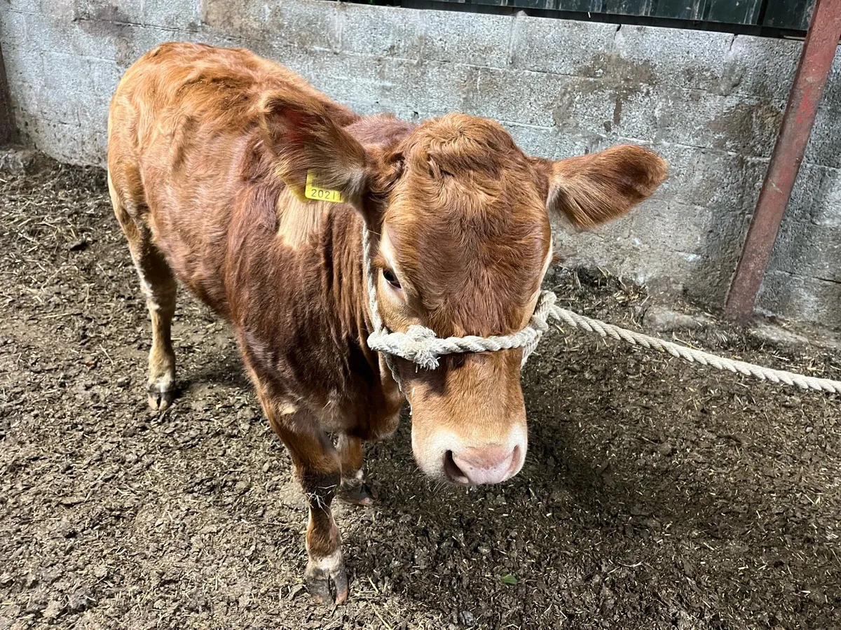 Heifer - Image 2