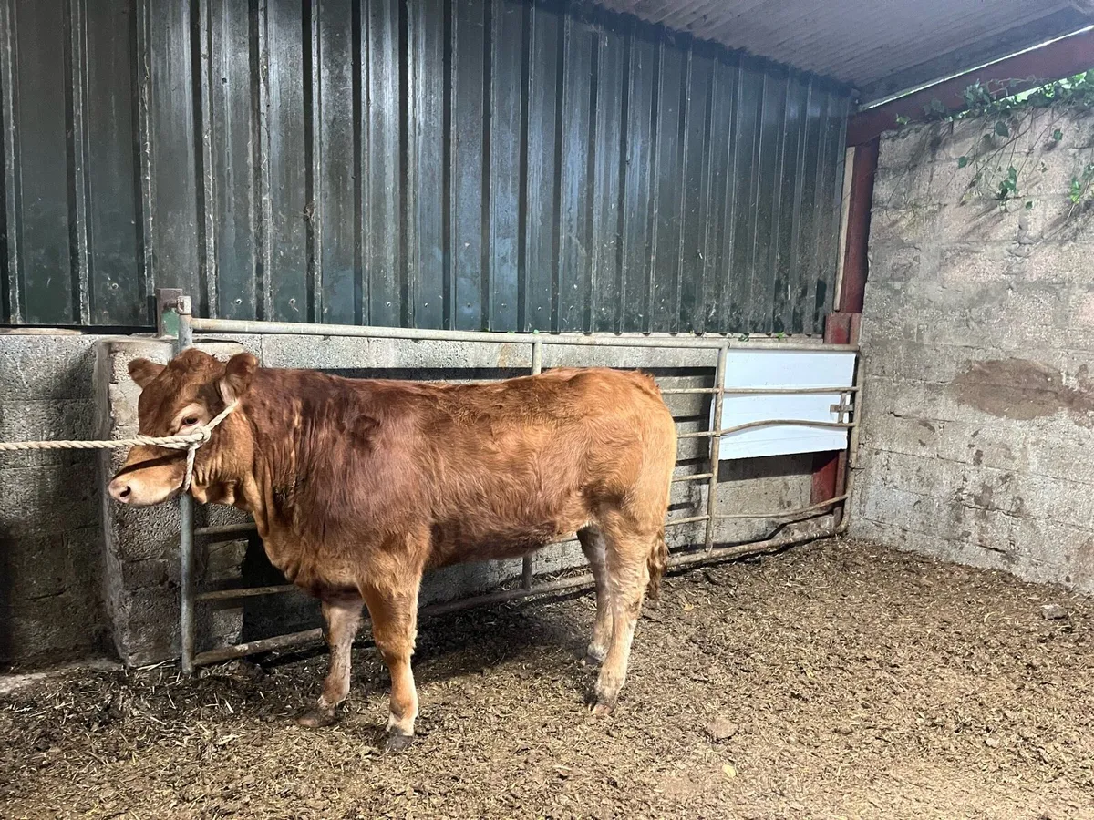 Heifer - Image 3