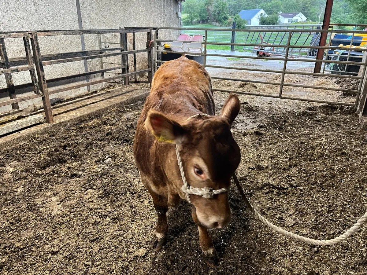 Heifer - Image 4