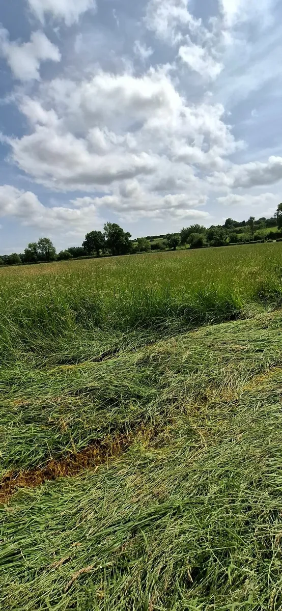 Haylage - Image 3