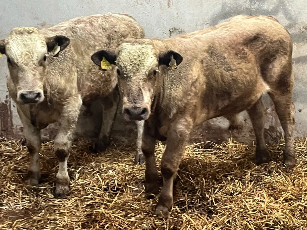Super 320Kg CH Bull Weanlings - Image 1