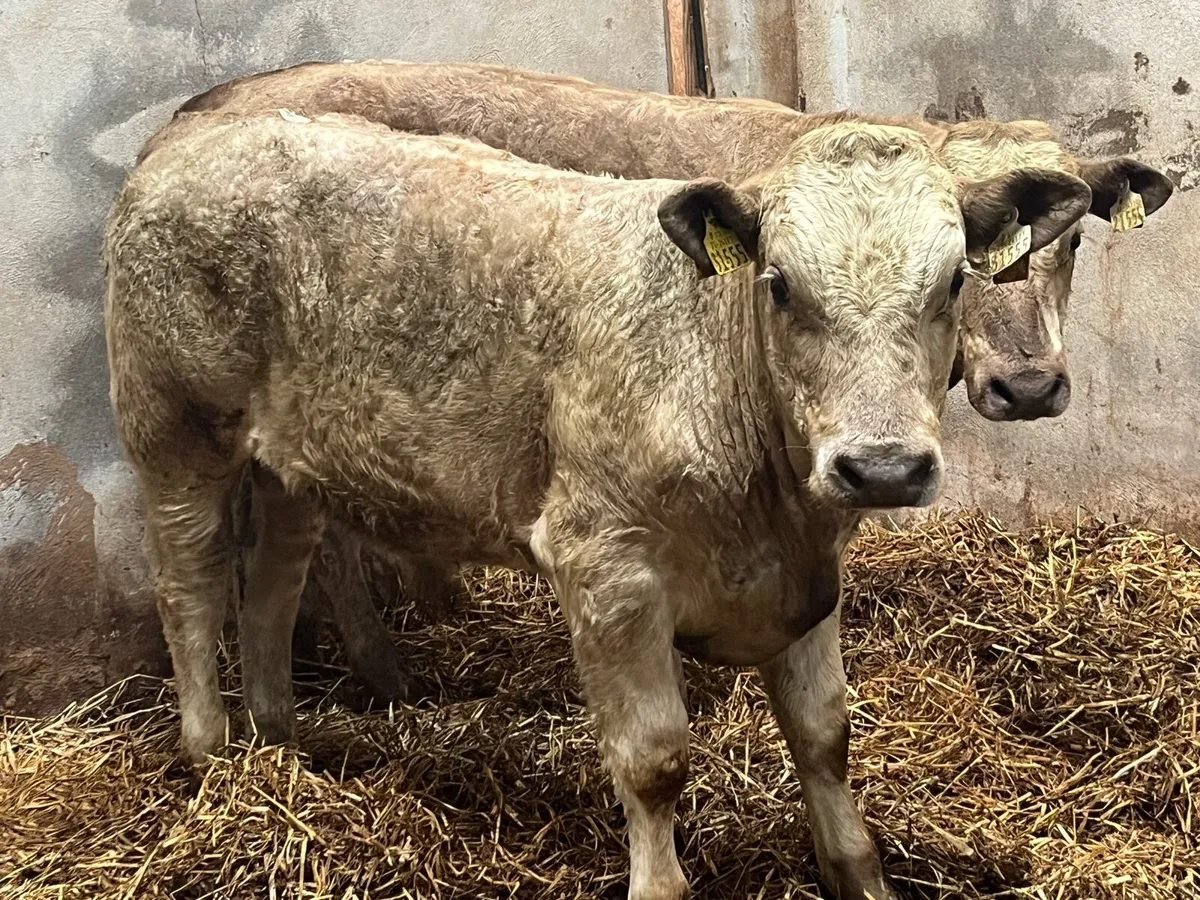 Super 320Kg CH Bull Weanlings - Image 2