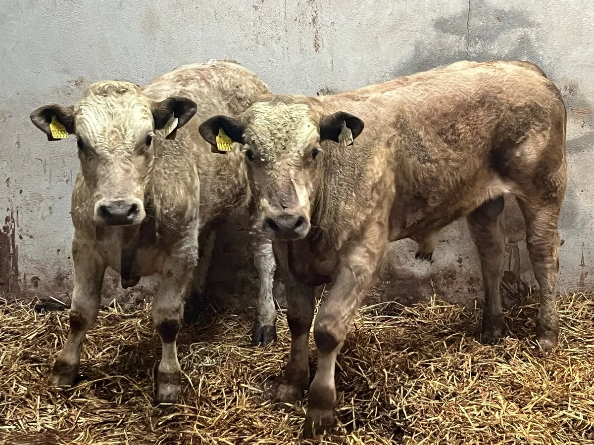 Super 320Kg CH Bull Weanlings - Image 3
