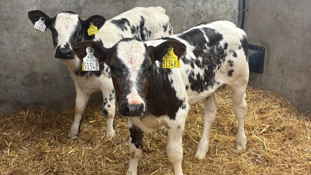 2 U Grade Belgian Blue Heifer Calves - Image 1