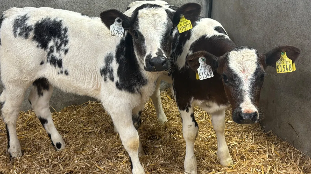 2 U Grade Belgian Blue Heifer Calves - Image 3