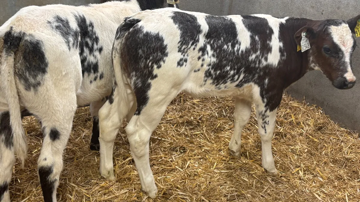 2 U Grade Belgian Blue Heifer Calves - Image 4