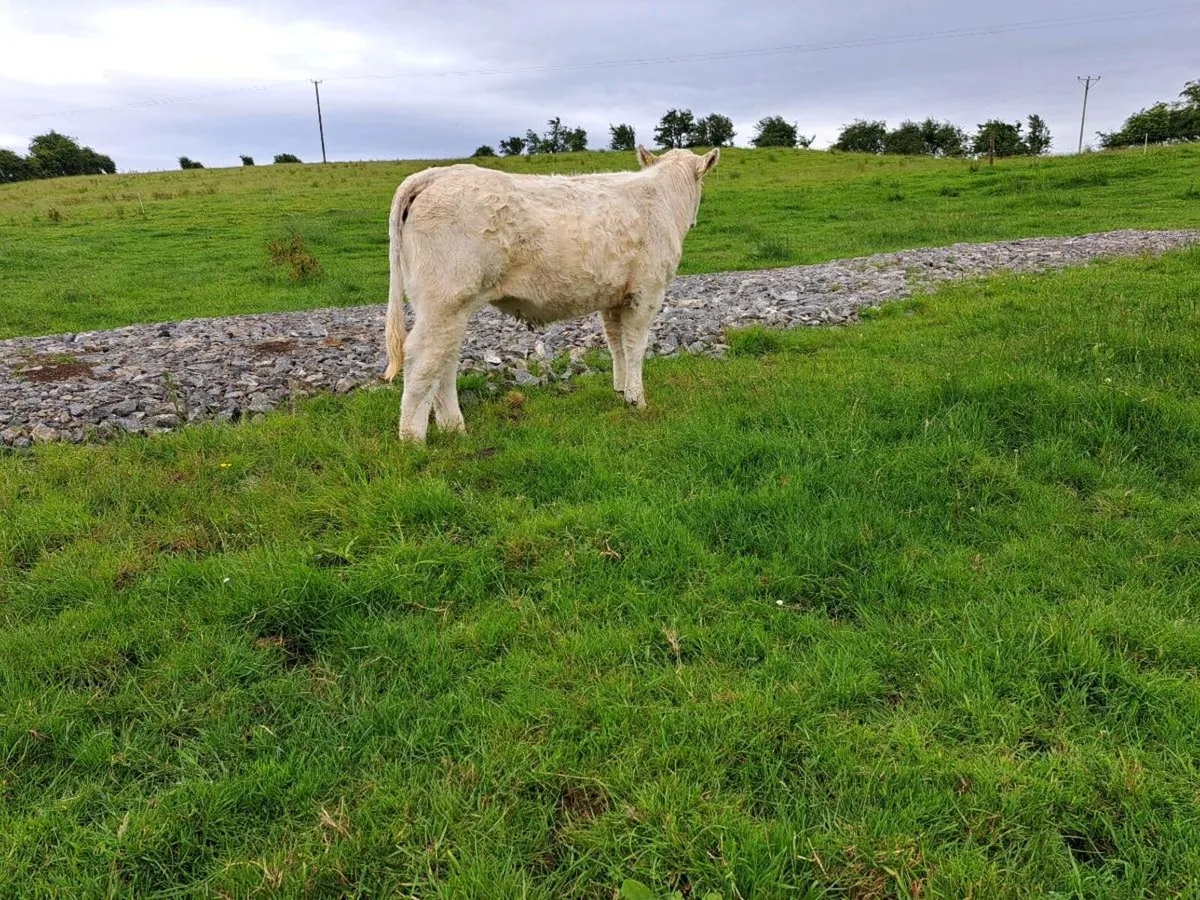 Pedigree  charolais  heifer - Image 3
