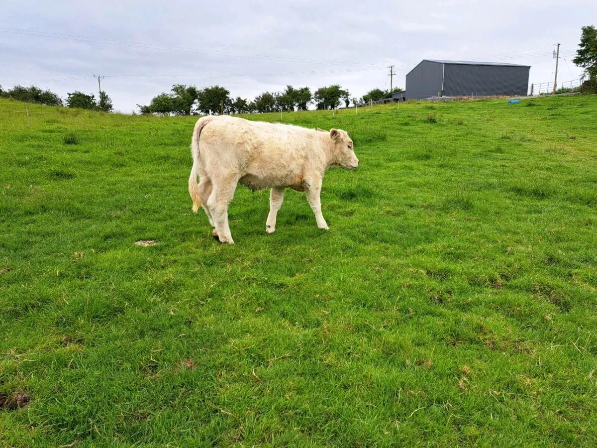 Pedigree  charolais  heifer - Image 4