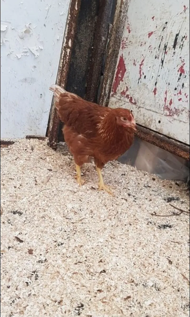 Hens, rosters, Ducks, - Image 1