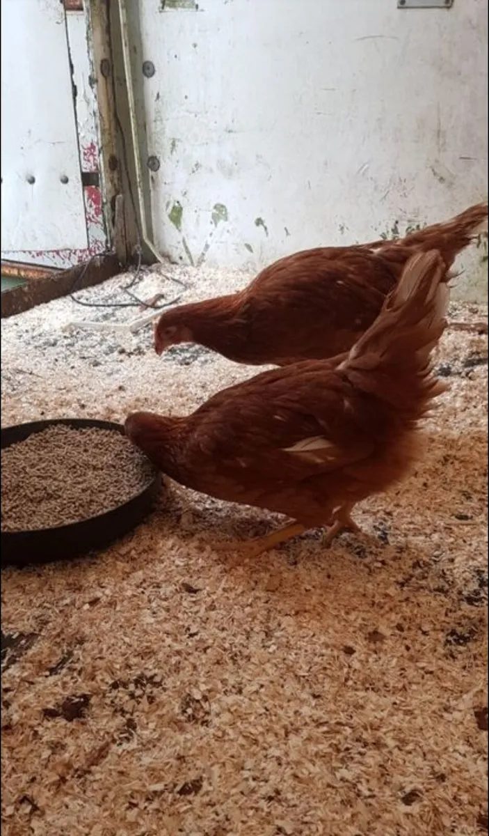 Hens, rosters, Ducks, - Image 2