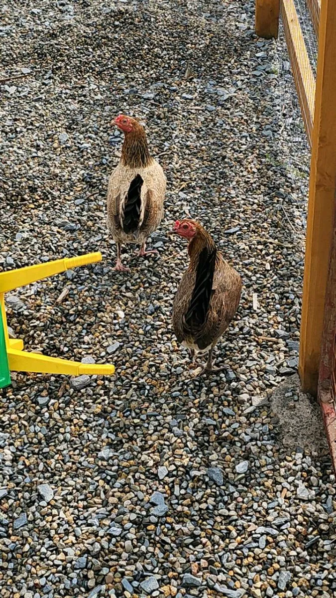 Hens, rosters, Ducks, - Image 3