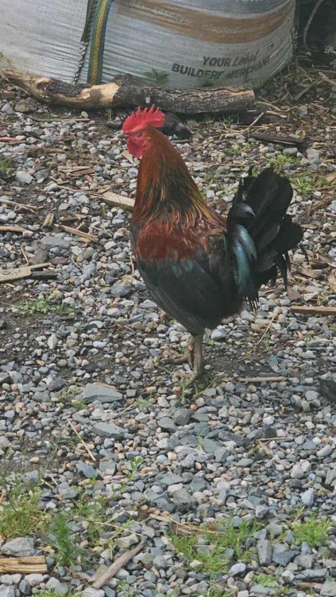 Hens, rosters, Ducks, - Image 4