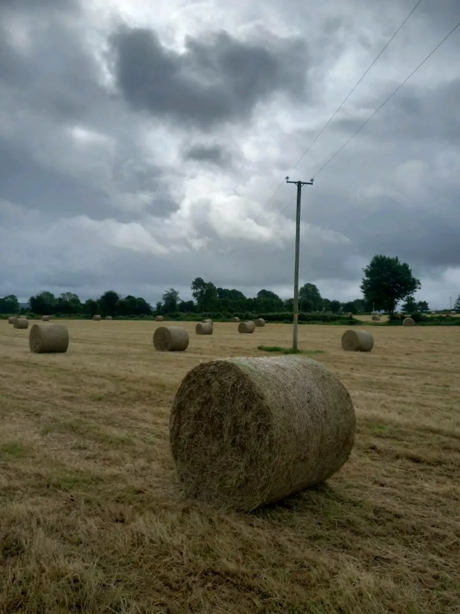Exceptional quality green hay for sale - Image 1