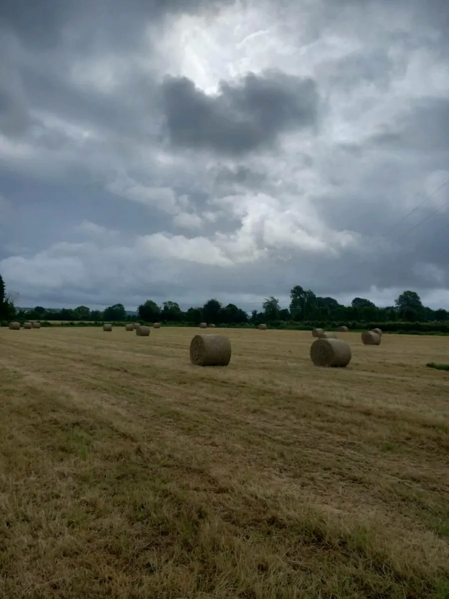 Exceptional quality green hay for sale - Image 2