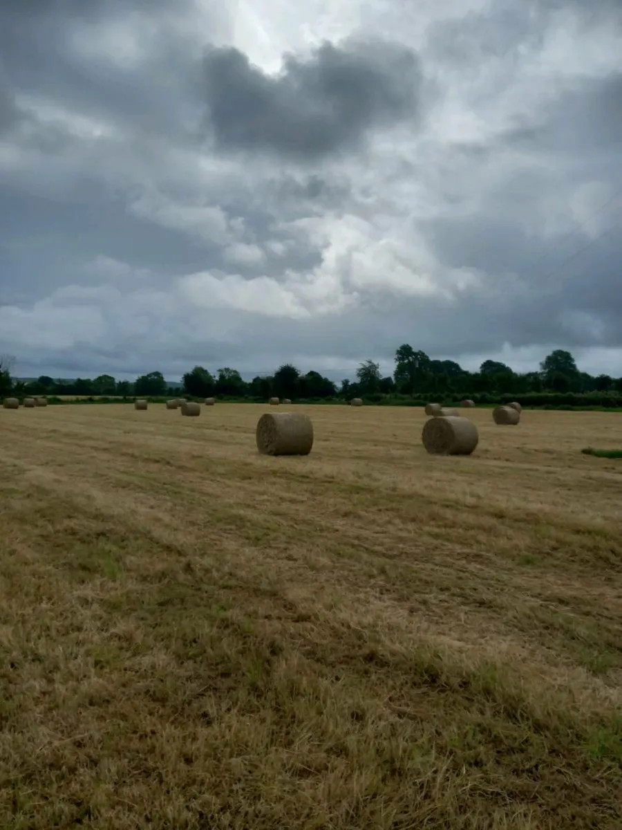 Exceptional quality green hay for sale - Image 3