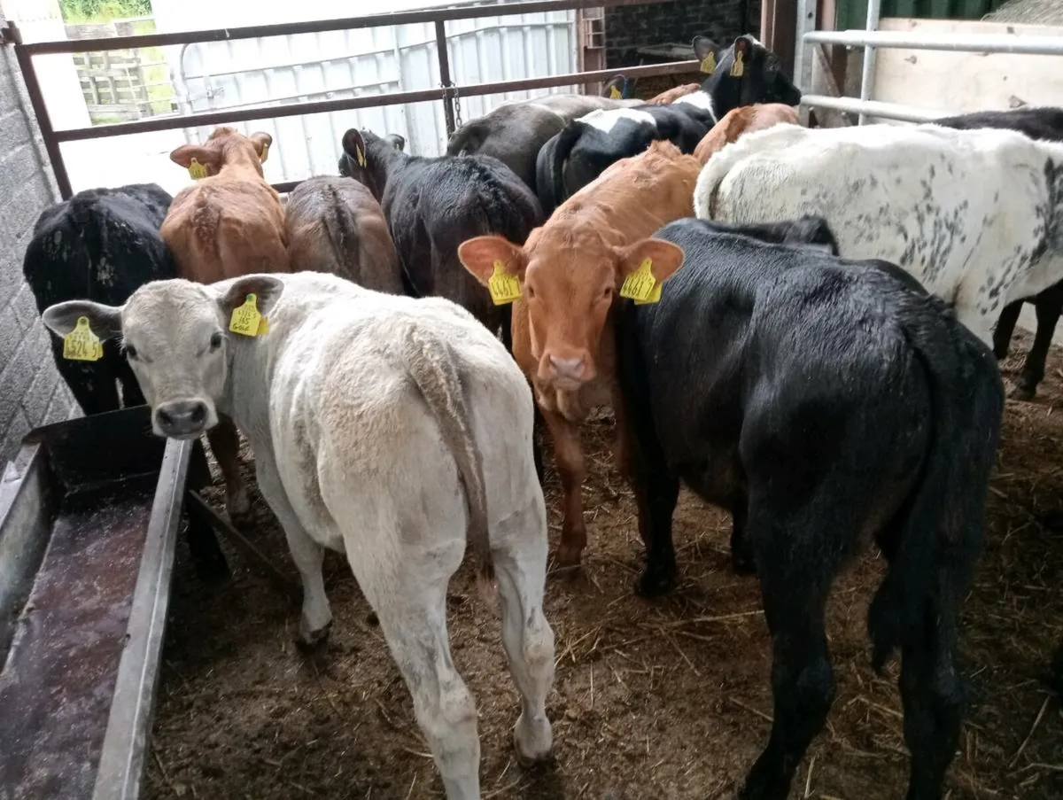 14 heifers weaned mixed breed's - Image 1