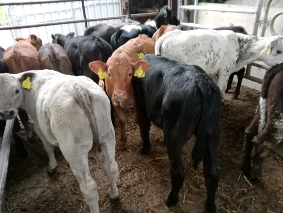 14 heifers weaned mixed breed's - Image 2