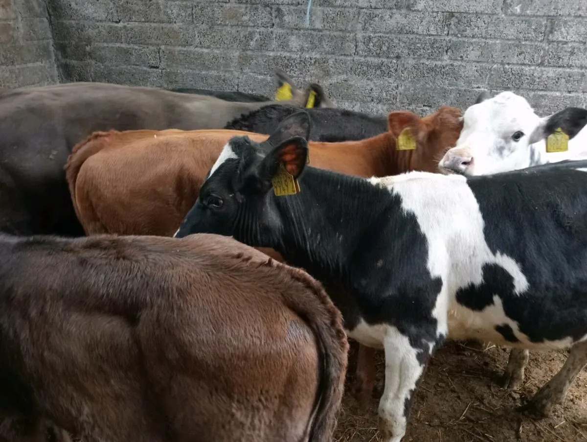 14 heifers weaned mixed breed's - Image 3