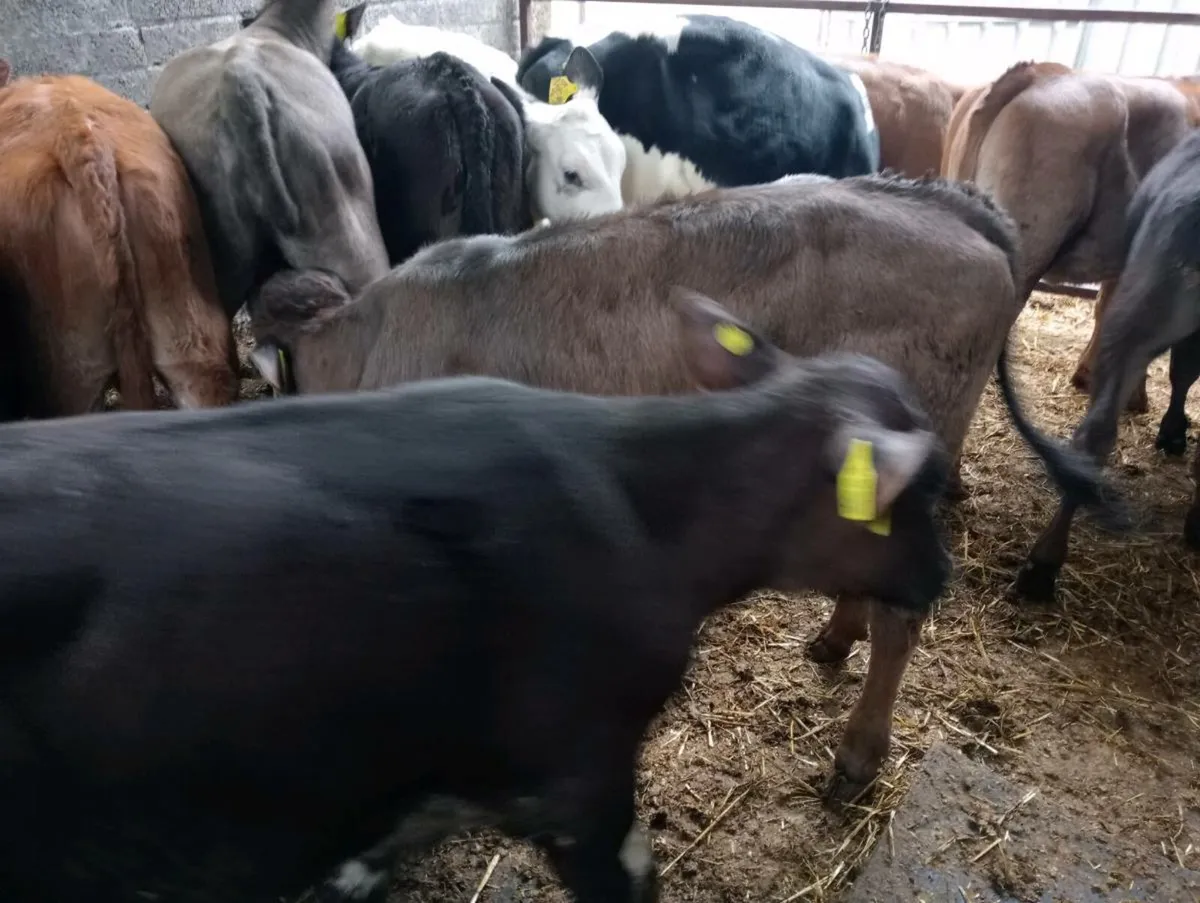 14 heifers weaned mixed breed's - Image 4