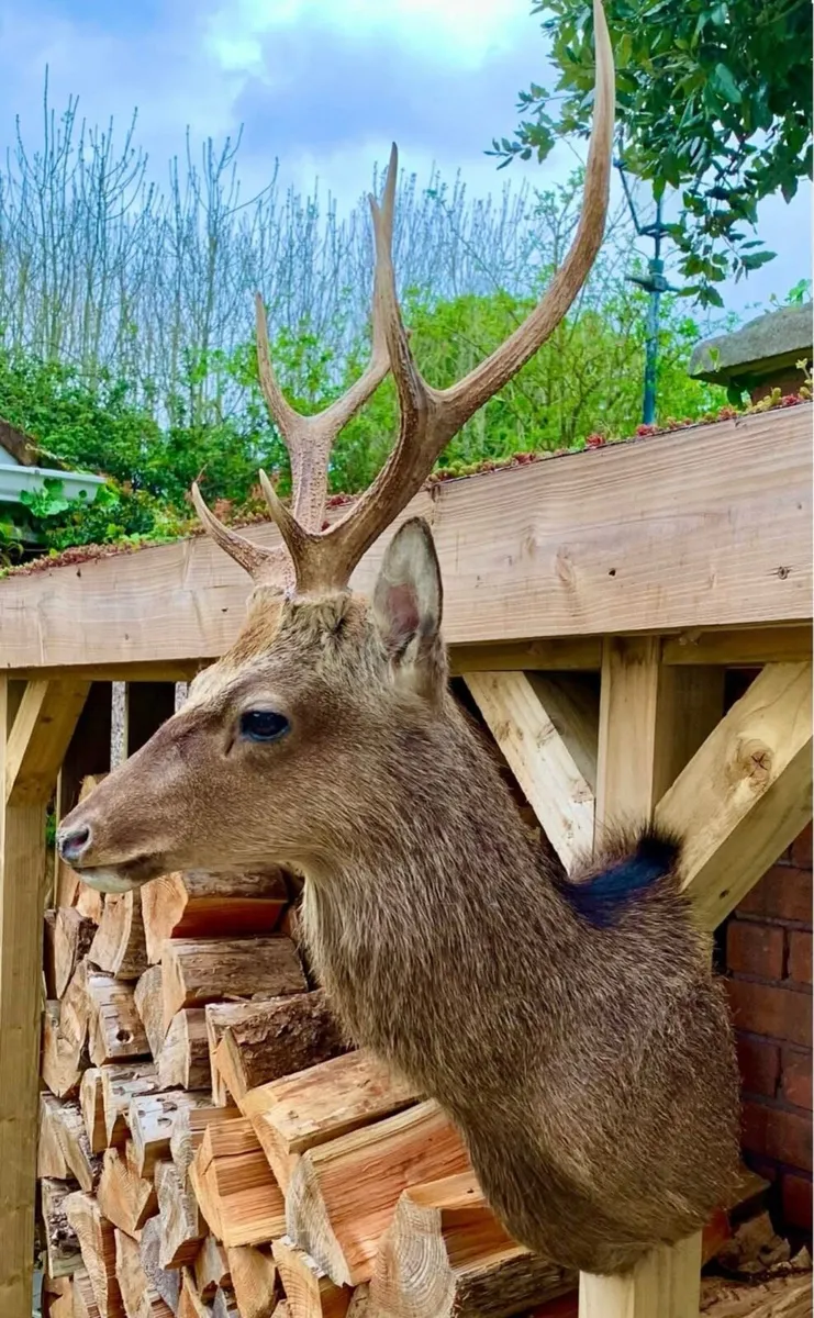 Taxidermy 8 Point County Kerry Hill Sika Stag