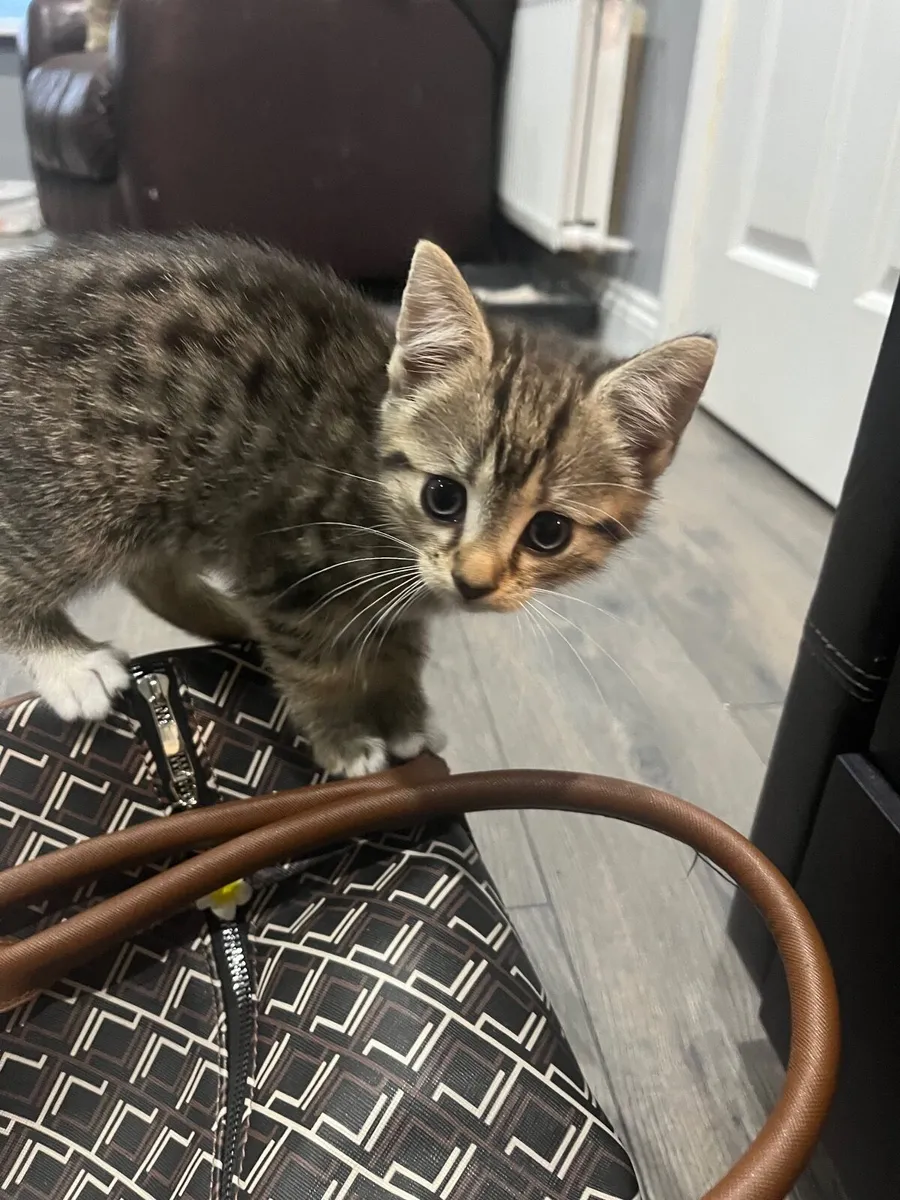 Tabby kittens - Image 2
