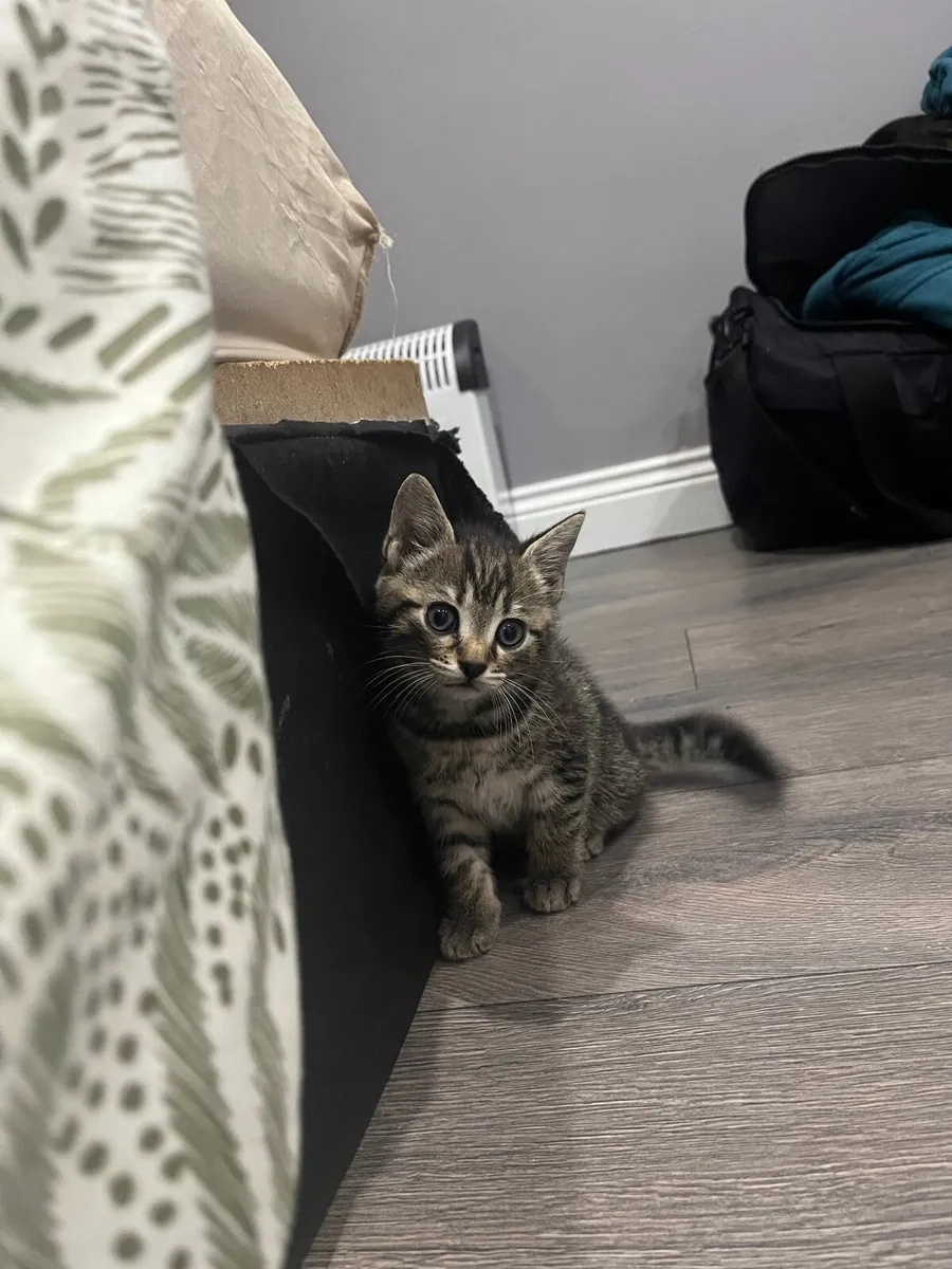 Tabby kittens - Image 1