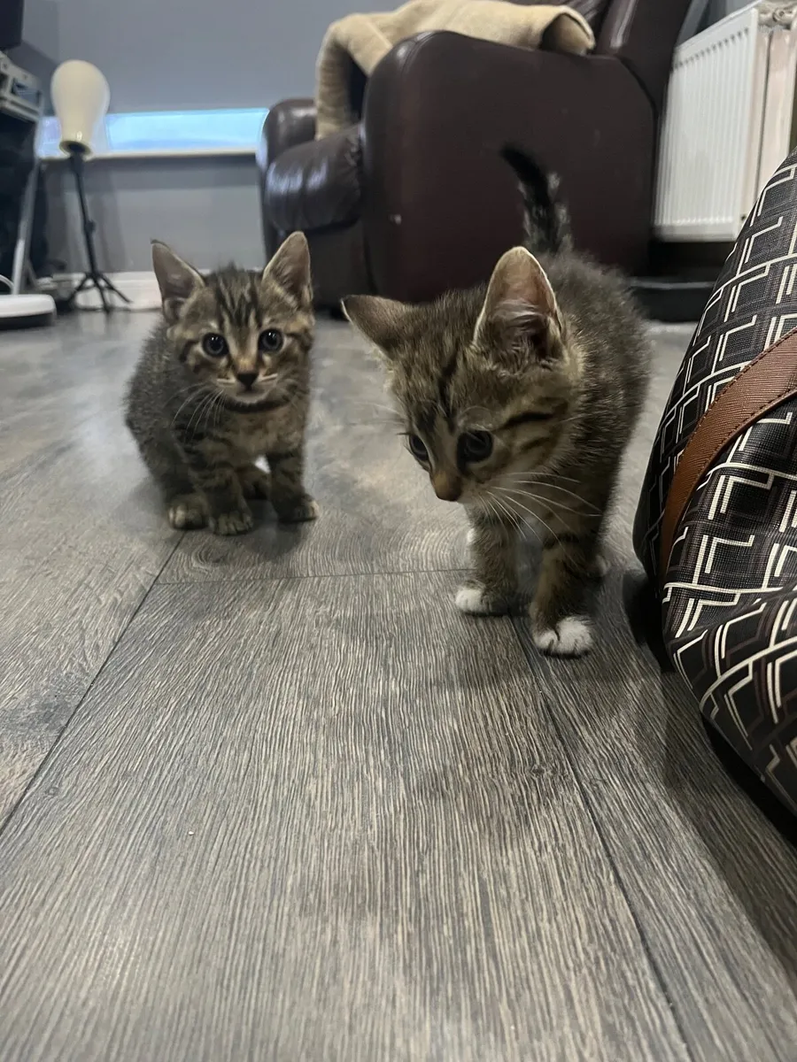 Tabby kittens - Image 3