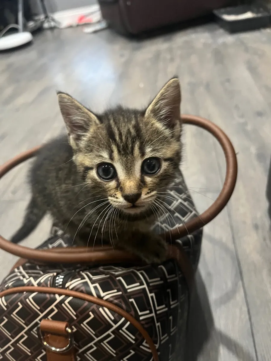 Tabby kittens - Image 4