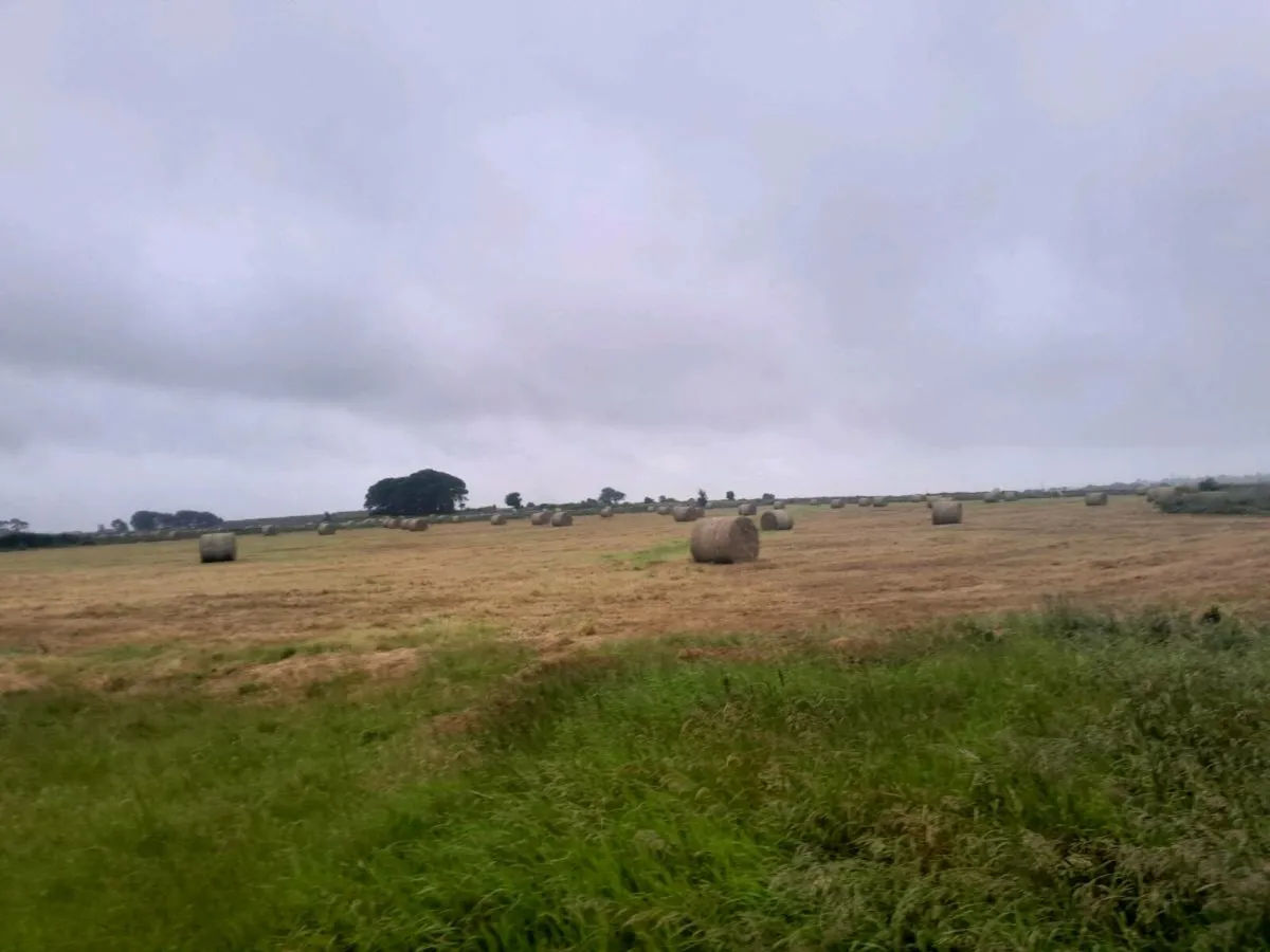 Top quality hay for sale - Image 1