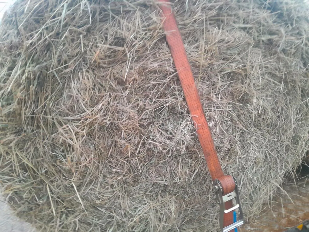 Top quality hay for sale - Image 2