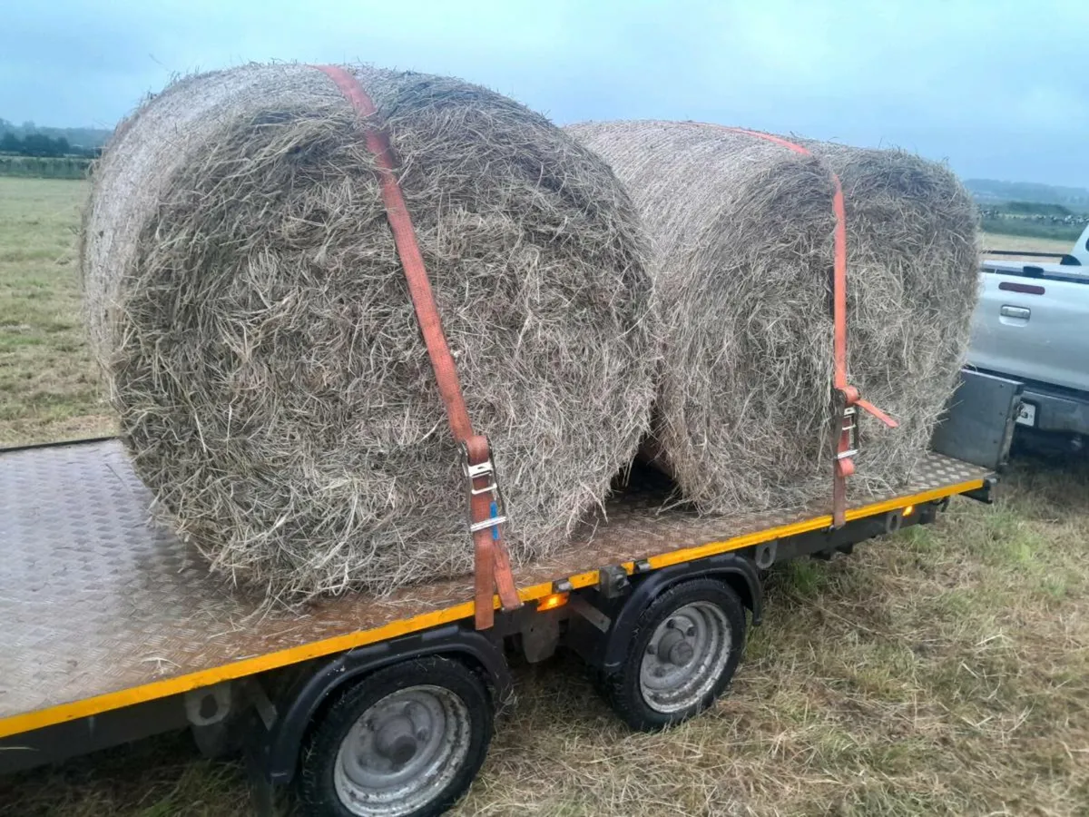 Top quality hay for sale - Image 3