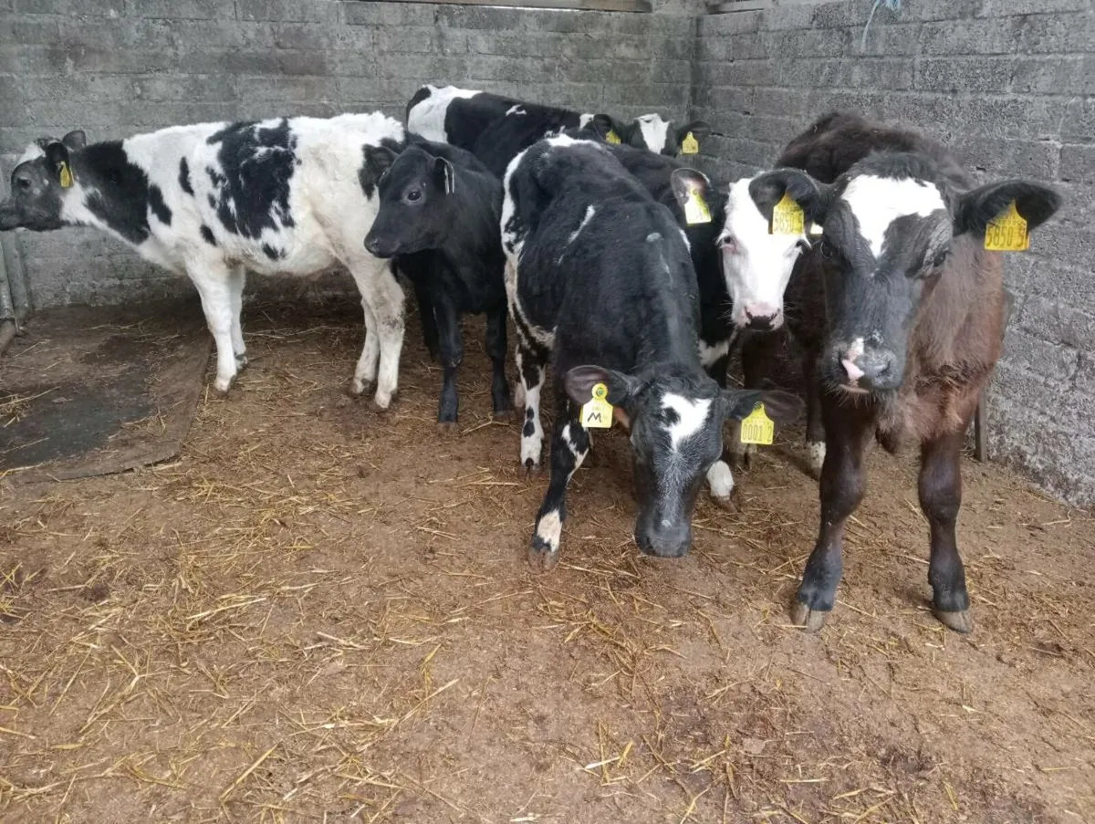 6 weaned mixed breed's - Image 3